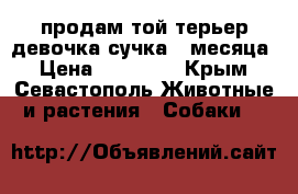 продам той терьер девочка сучка 4 месяца › Цена ­ 10 000 - Крым, Севастополь Животные и растения » Собаки   